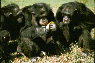 Three male chimpanzees sit together. Photo taken in a zoo group.