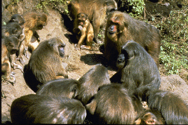 A group of stumptail macaques feeding.