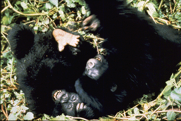 Two young gorillas play in the forest.