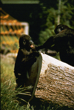 A young lowland gorilla plays with an older juvenile in a zoo.