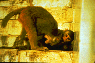 Two rhesus monkeys wrestle.The animal on top (with head upside down) shows the open mouth play face.