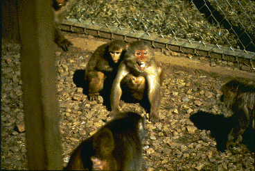 A mother rhesus macaque at center with her offspring responds to threats from two other monkeys.