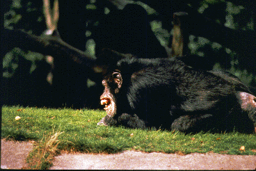 Screaming chimpanzee crouches on the ground.