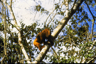 A brown howler -- a South American monkey -- faces right as it calls from a tree. Notice the enlarged lower jaw which allows this monkey to produce a loud, resonating call.