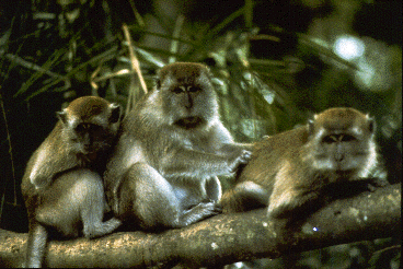 Three long-tailed macaques sit together. The adult female in the center grooms a juvenile on the right.