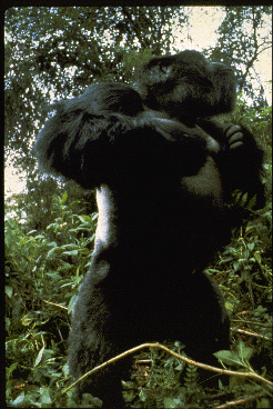 Adult male silverback mountain gorilla stands bipedally while displaying in an African forest.