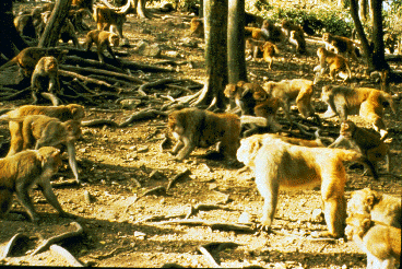 Two large troops of rhesus monkeys threaten each other. Notice that several females carrying infants are in the front ranks.