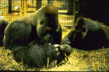 Adult male lowland gorilla touches a young infant in a zoo enclosure.