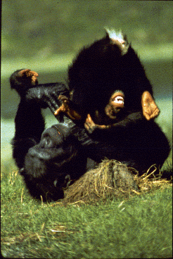 An adult female chimpanzee wrestles with an unrelated youngster.