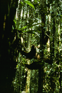 Same sequence -- orangutan is now suspended by all four limbs between the trees.