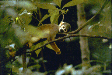 Small monkey with white 