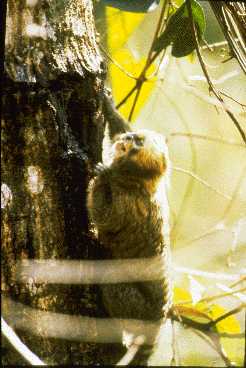 Close up of buffy-headed marmoset feeding.