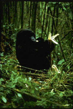 A young mountain gorilla feeds on a piece of bamboo.