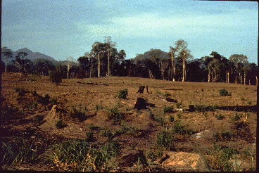 Clear cut area in foreground. Some trees are visible in the background.