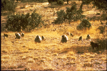 A group of hamadryas baboons feeding on the ground.