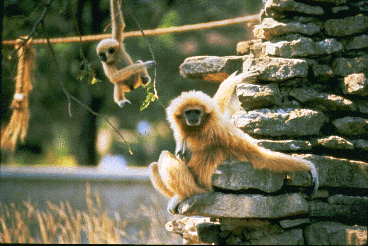 Mother and infant gibbon living in a zoo.