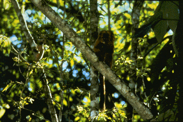 Lion tamarin feeding in a tree.