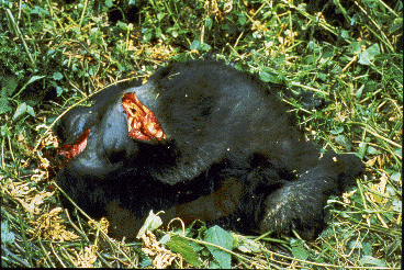 Body of a mountain gorilla. The head and arms have been cut off.