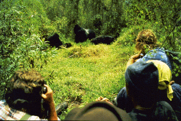 In the foreground a group of tourists watch a group of mountain gorillas, including a large silverback male in center.