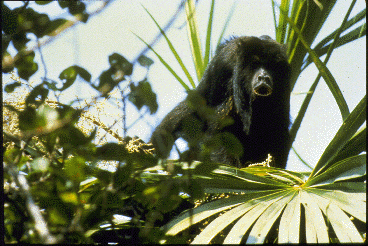 A black howler monkey calls from high in the trees.