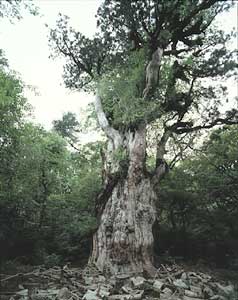 Jomon Cedar