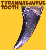 Tyrannasaurus tooth