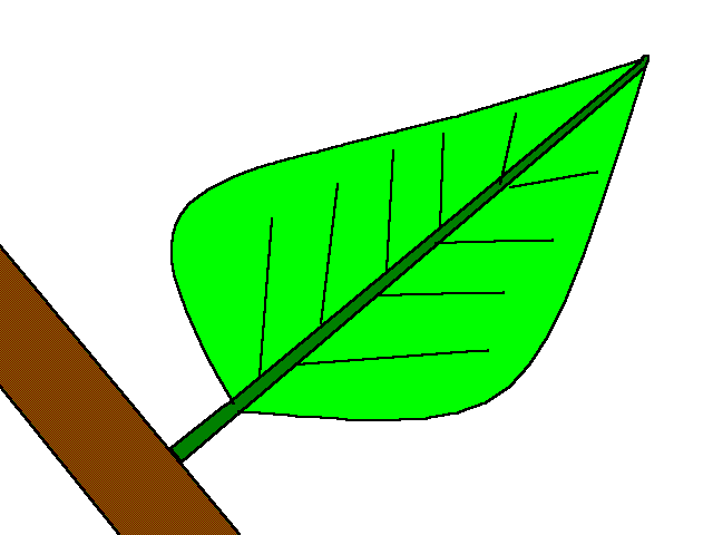 Metamorphosis