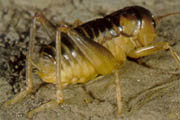 Ground Weta. Photo by George Gibbs.