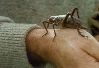 Mahoenui Weta