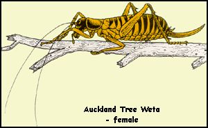 Female Tree Weta