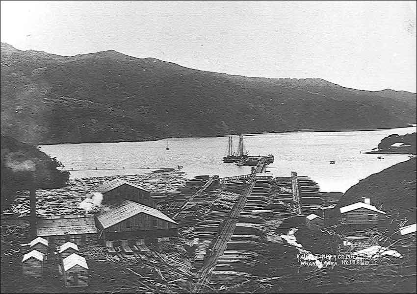 The mill at Whangaparapara processed kauri logs from Great Barrier Island and also from the mainland - Image: Kauri Timber Co Mill No 1086D. Click to go back to kauri resource page.