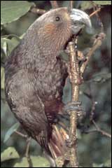 Kaka fly from Little Barrier Island to feed at Tiritiri Matangi - Image: Geoff Moon