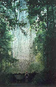 Kauri trees were milled on Great Barrier Island until the middle of the 1900s - Image: DoC