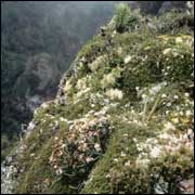 Picture of Great Barrier Island tree daisy - Image: RJ Stanley