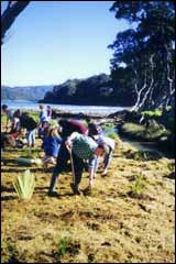 Riperian (riverbank) planting beside Mulberry Grove School at Tryphena - Image: K.Baverstock