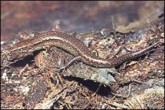 A copper skink hatches its eggs internally - Image: Geoff Moon