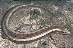 Striped skink - Image: DoC