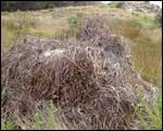 Pampas grass is a South African  plant that has become a weed pest in coastal NZ. Click to enlarge : Image - Heurisko Ltd. Camera provided by Lacklands Ltd.