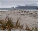 The sand dunes at Whangapoua beach are home to New Zealand's native pingao (pikao). Click to enlarge : Image - Heurisko Ltd. Camera provided by Lacklands Ltd.