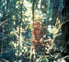 22_child_in_jungle